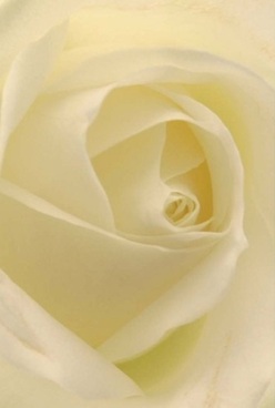 This intimate close-up captures the soul of a classic white rose, its pale cream petals swirling inward with a poised, nearly meditative grace. The lighting is soft and natural, akin to the peaceful mornings around Maze Hill, highlighting the velvety texture and the whisper-thin translucence of each petal. Every soft curve seems to invite gentle touch, conjuring the relaxing air often felt in a Westcombe Park living room when a new bouquet arrives. Shadows nestle between the petals, giving the bloom both quiet depth and a touch of mystery. There is an elegance and calm in how the flower embraces the light-perfect for marking heartfelt milestones, commemorating loved ones, or sending a quiet message of hope. Crafted by the skilled hands of a Westcombe Park Florist, this rose radiates a comforting aura for any occasion, whether as a centrepiece at a local ceremony or a sincere gesture delivered to a neighbour on a winding Greenwich street. Its understated fragrance and flawless form are a living testament to the care and artistry at the heart of every locally made bouquet.